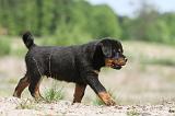 ROTTWEILER 265